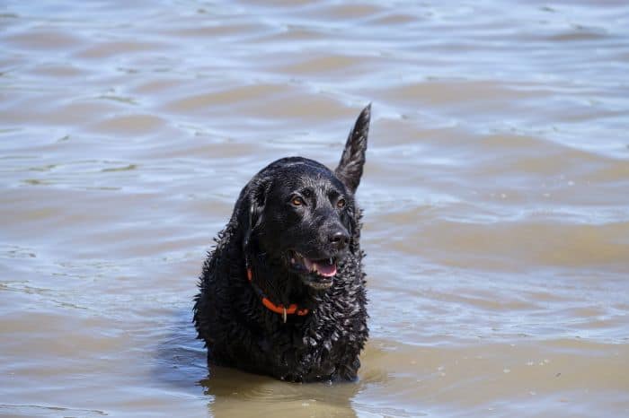 Black labrador outlet shedding